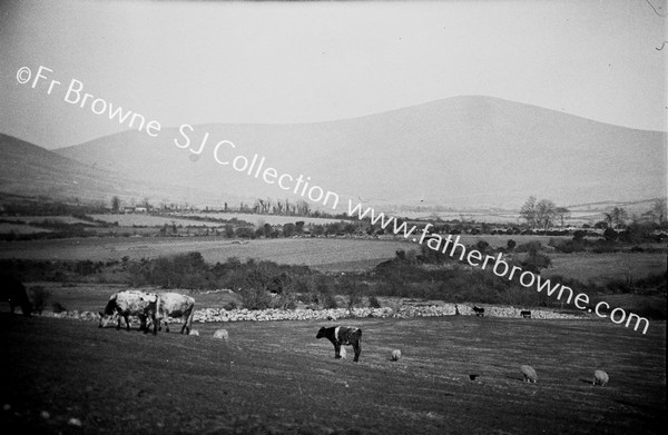 MOUNT LEINSTER FROM KILLEDRMOND ROAD NEAR BORRIS